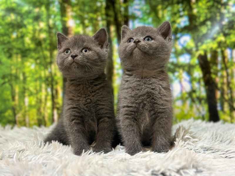 gatitos british en venta en castellon