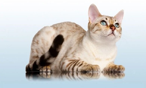 gato bengalí blanco genética