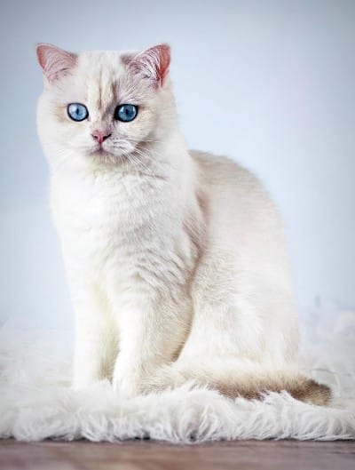 Gato British Shorthair blanco