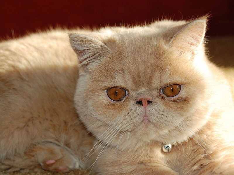 gato persa exótico pelo corto