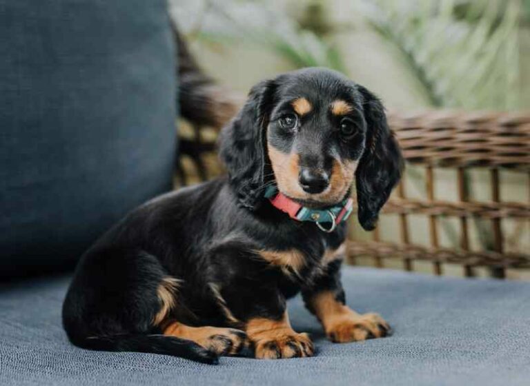 conoce-al-perro-salchicha-historia-car-cter-y-cuidados-smylepets