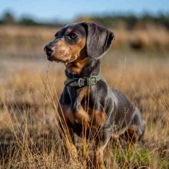 perro salchicha o dachshund