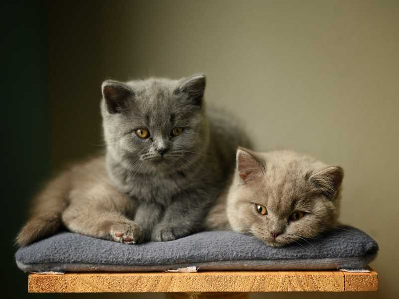 precio gatitos british shorthair