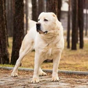 Alabai: El imponente perro Pastor de Asia Central