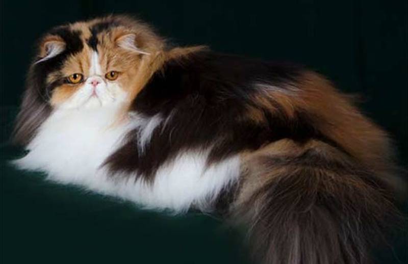 colores en los gatos persas - carey