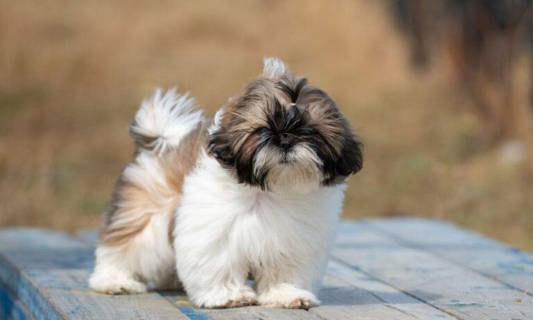 Precio de cachorros de Shih Tzu y criaderos exclusivos | Smylepets