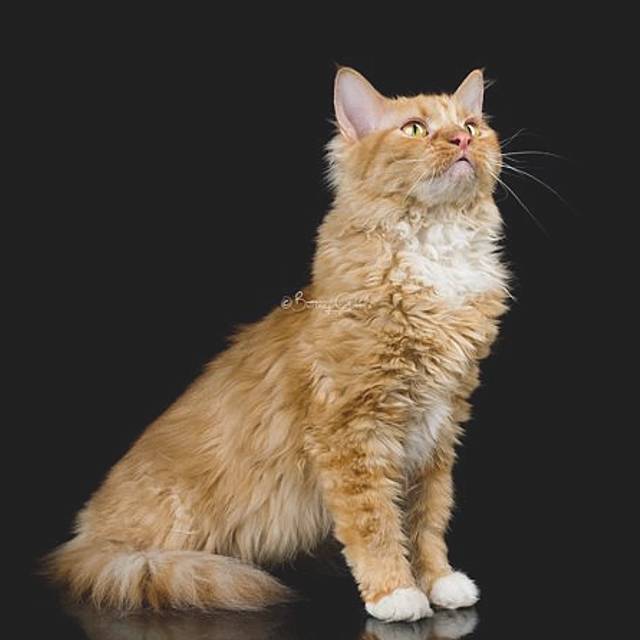 Tennessee Rex, un gato único de pelo rizado satinado