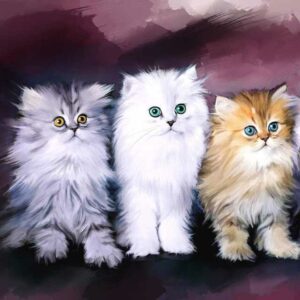 Tipos de gatos persas: Variaciones y división de color