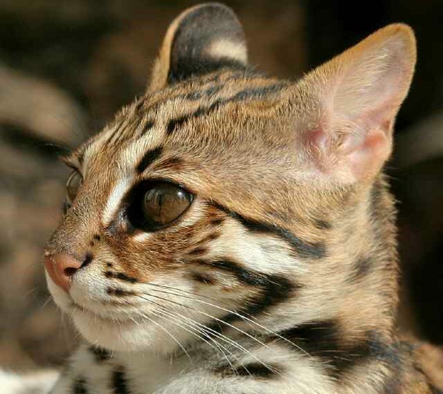 gato leopardo