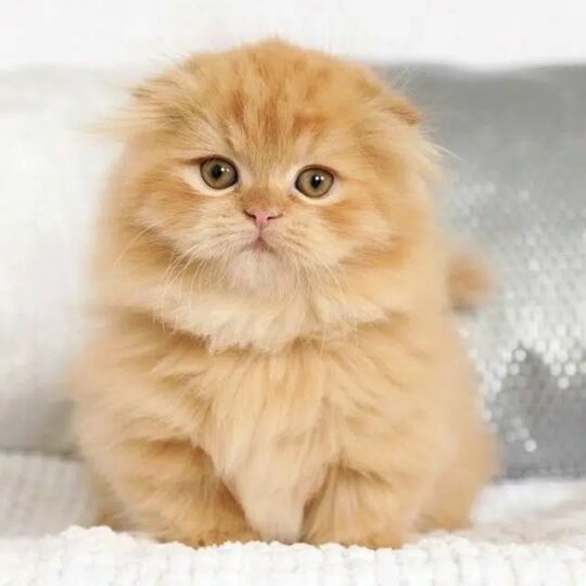 Gato Napoleón: Bebé eterno, gatito persa en miniatura
