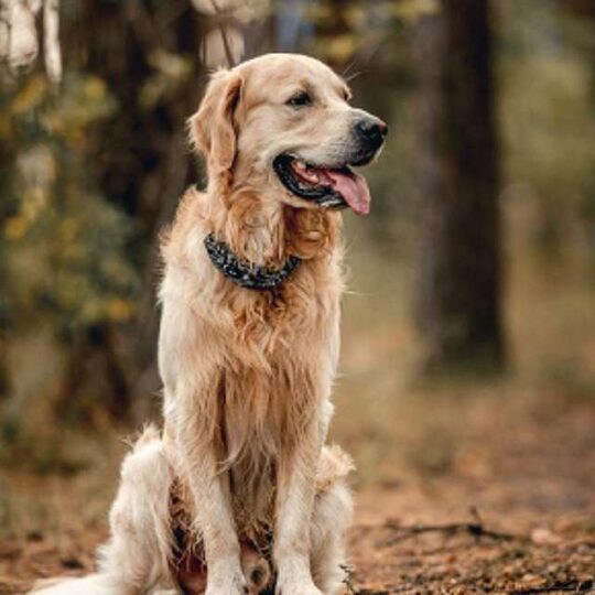 Golden Retriever: El dulce perro de pelo largo y dorado