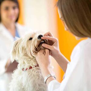 Limpieza dental para perros: Qué es y cuánto cuesta