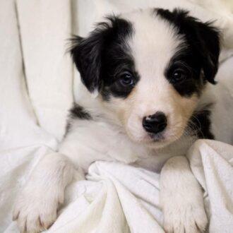 nombres para border collie