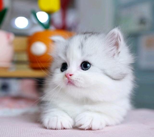 Precio de un gato Munchkin y dónde comprar seguro