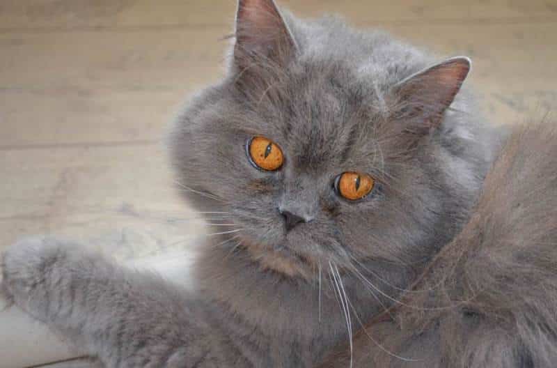 gato British Longhair blue