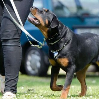 adiestrador de perros en madrid