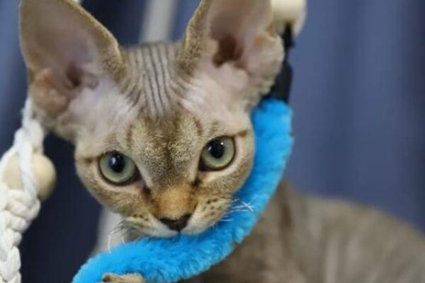 Gato Devon Rex: Precio y criaderos en Europa