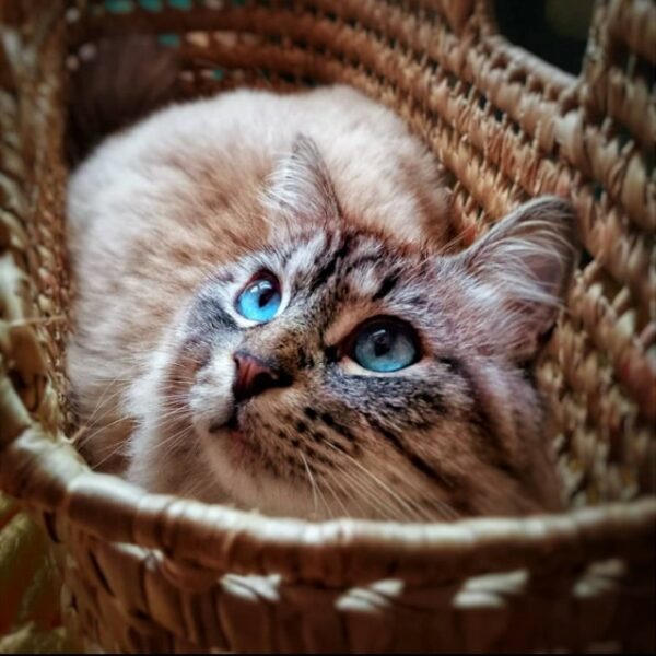 gato Ojos Azules