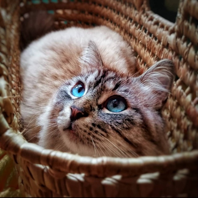 gato Ojos Azules