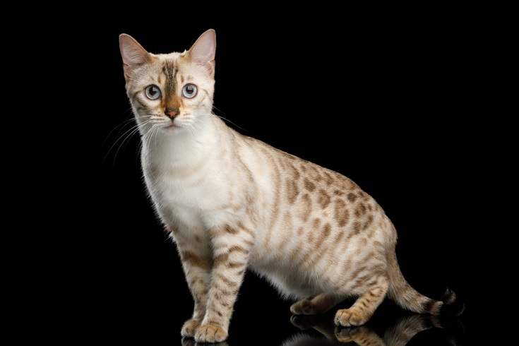 gato con ojos azules - Bengalí Blanco