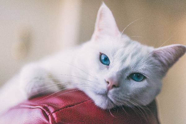 gato con ojos azules - Angora Turco