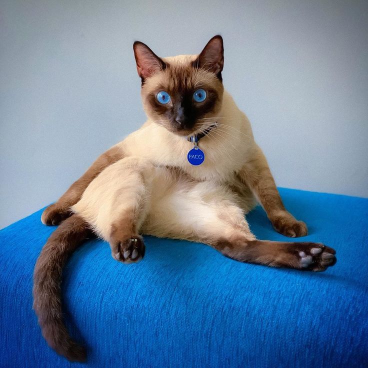 gato con ojos azules - Siamés
