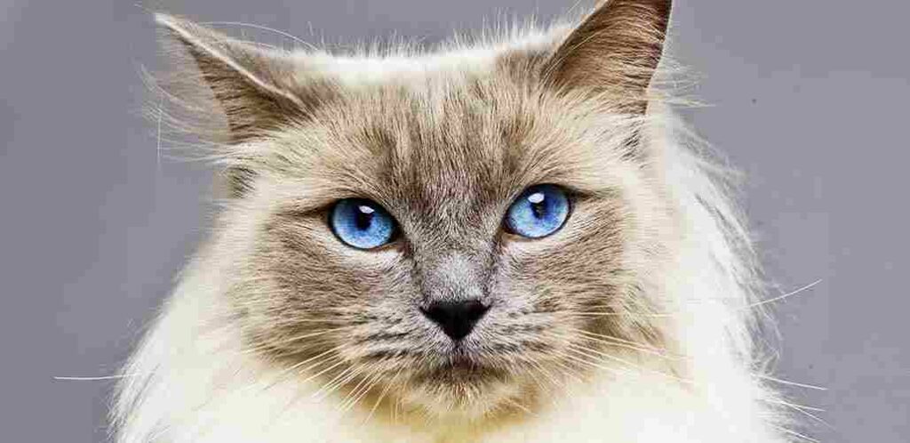 Gato con ojos azules - Ragdoll