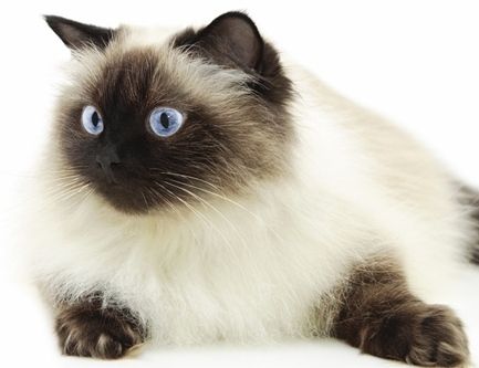 gato con ojos azules - Himalayo.