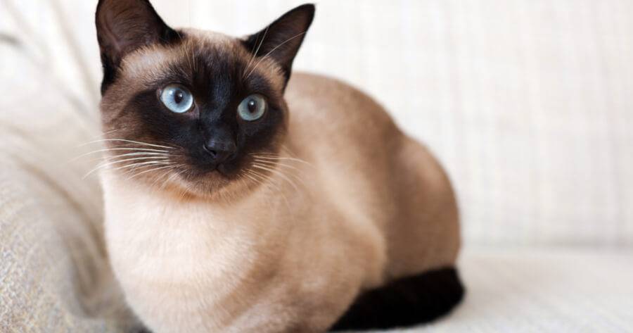 Gato con ojos azules - Balinés.