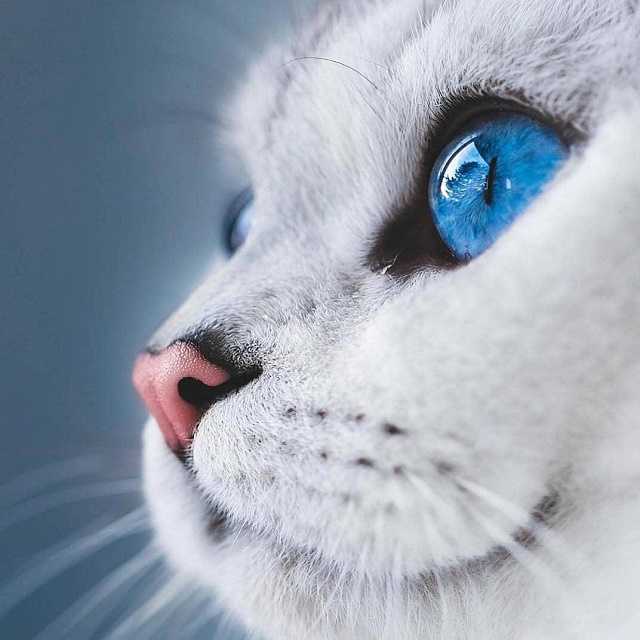 gatos ojos azules