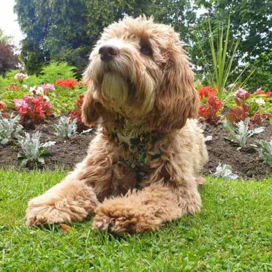 springerdoodle apricot