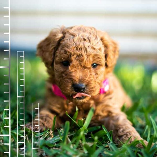 Colores del Caniche Toy: Guía y tonos más codiciados | Smylepets