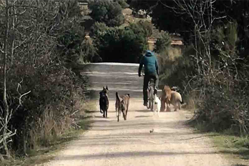 adiestrador perros paseo en manada