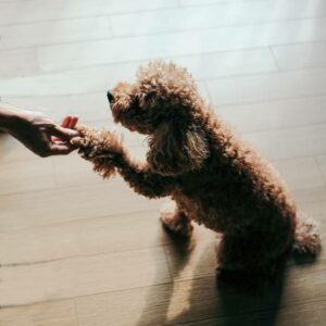 Cómo adiestrar a un Caniche Toy desde cachorro: Guía por etapas
