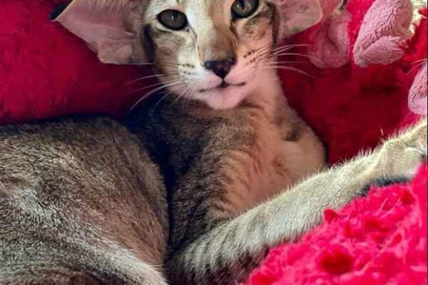 Cómo comprar un gato en el extranjero: Puedes hacerlo