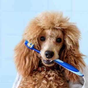 Cómo limpiar los dientes a un perro: Hazlo tú mismo