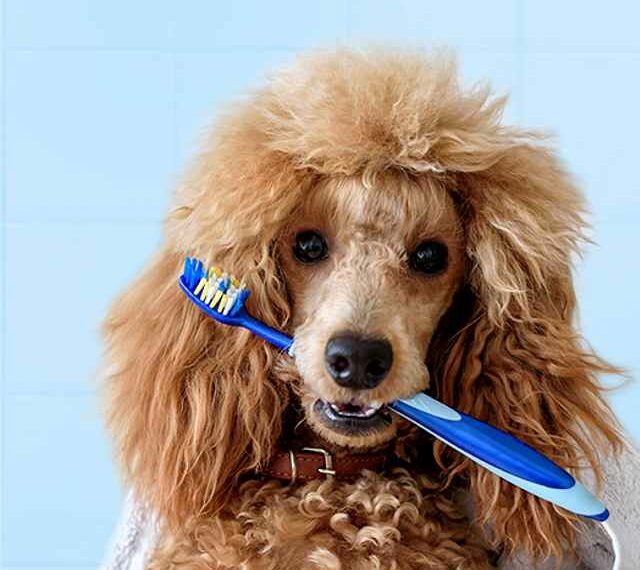 como limpiar los dientes a un perro