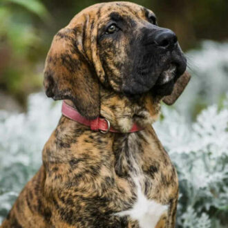 fila brasileiro