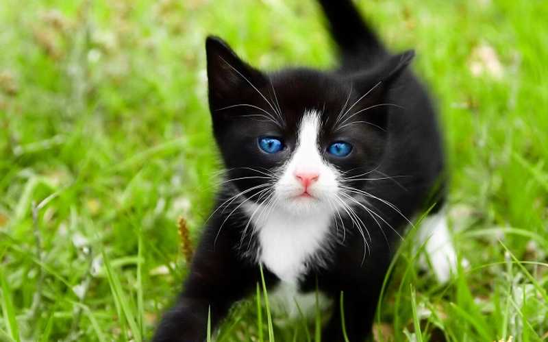 gatito raza Ojos Azules