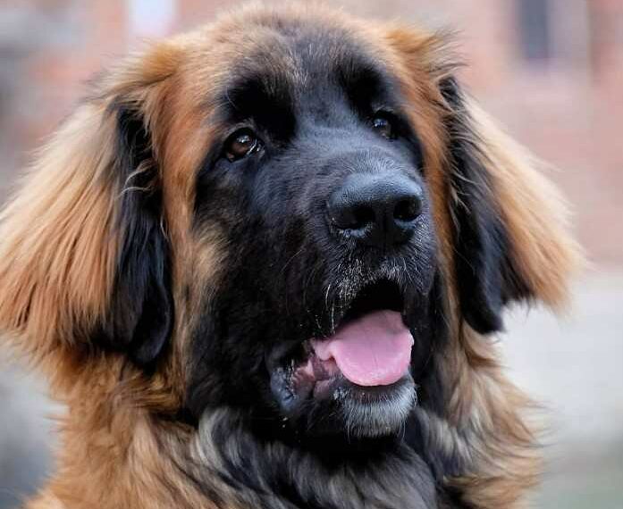 Leonberger: Un perro león gigante, leal y muy cariñoso