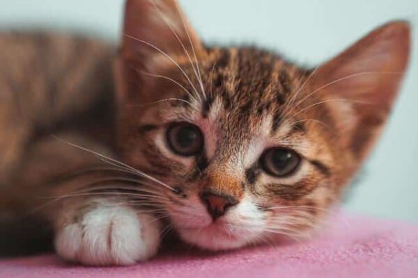 Cómo saber si un gato es macho o hembra