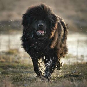 Terranova: El gran perro nadador del Canadá