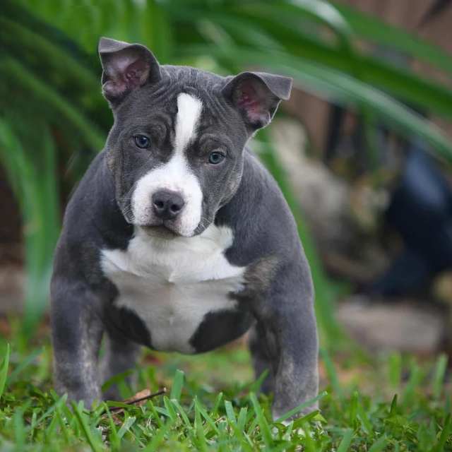 American Bully Pocket El M s Peque o De Los Pitbulls Smylepets