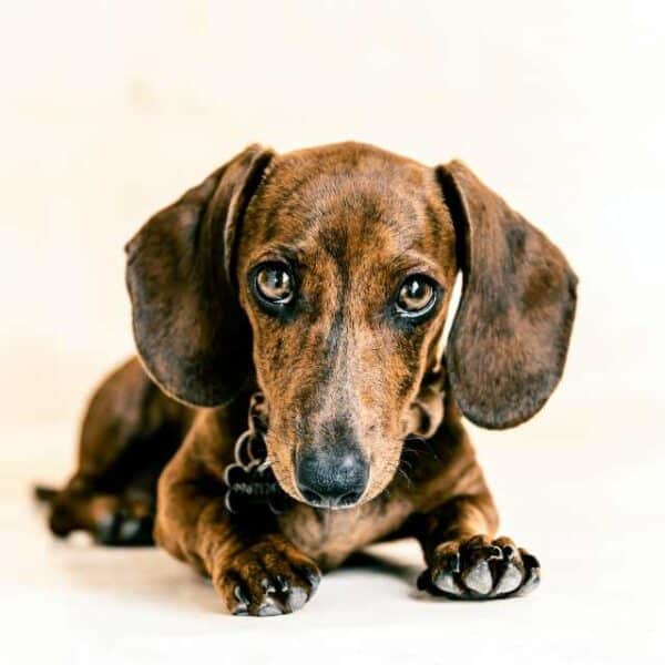 colores del dachshund