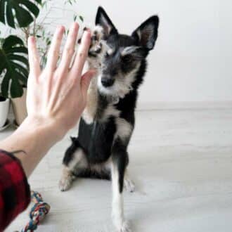 Cómo enseñar a un perro comandos básicos