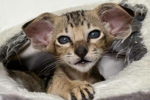 ¿Qué precio tiene un Gato Oriental? Mejores criaderos