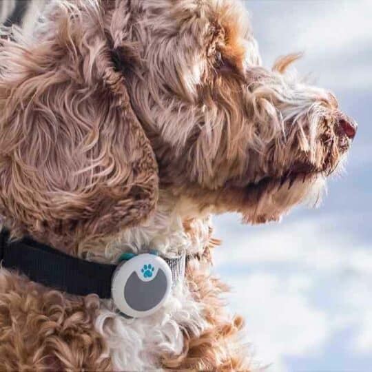 monitor actividad para perros animo