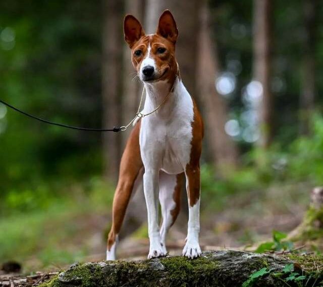 perro basenji