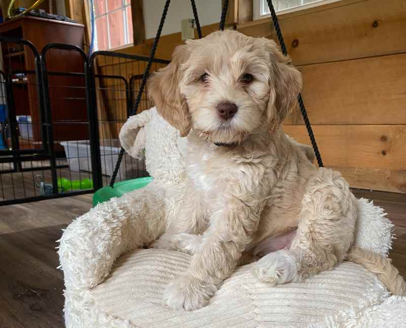 cachorro australian cobberdog en venta UK
