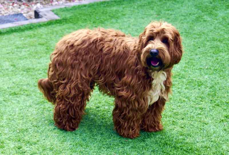 comprar cobberdog criadero en UK